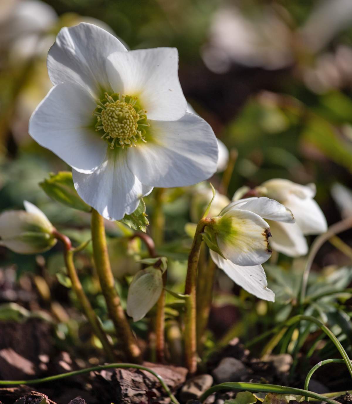 Winter flower for planting, hellebore