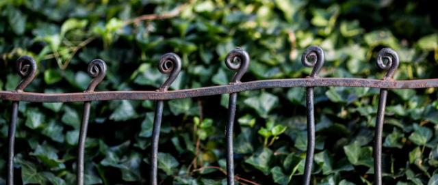 Irregular dreamy-looking wrought iron fence dancing along a hedge covered in deep green ivy.