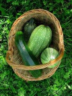 Zucchini harvesting