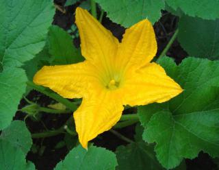 Open yellow zucchini flower and leaves.