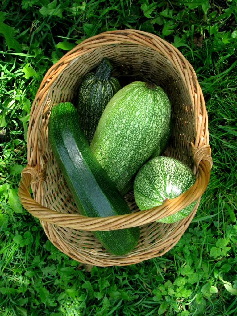 Zucchini in a wicker basket (four pieces) resting in a shaded piece of grass.