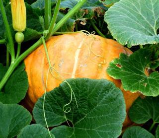 Pumpkin benefits
