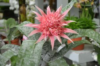 Pink aechmea flower with its leaves in a pot indoors