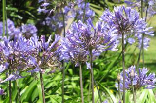 Agapanthus flower bed