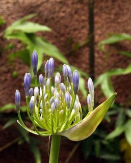 Agapanthus lily of the Nile freshly open against a backdrop of bricks and ivy.