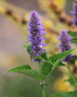 Harvesting agastache