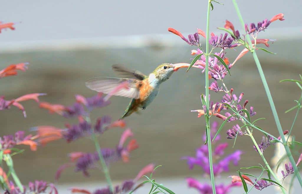 A hummingbird sipping nectar from an agastache flower.