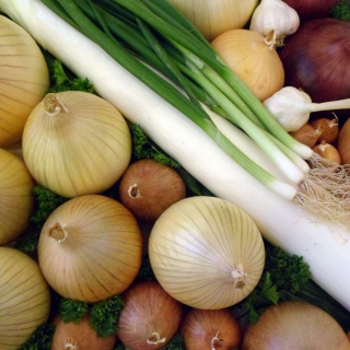Allium vegetables and spices including onion, garlic, leek and bunching onion fill the image, ready to be cooked with insparsed parsley to combat cancer.