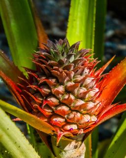 Flower of the Ananas comosus plant.