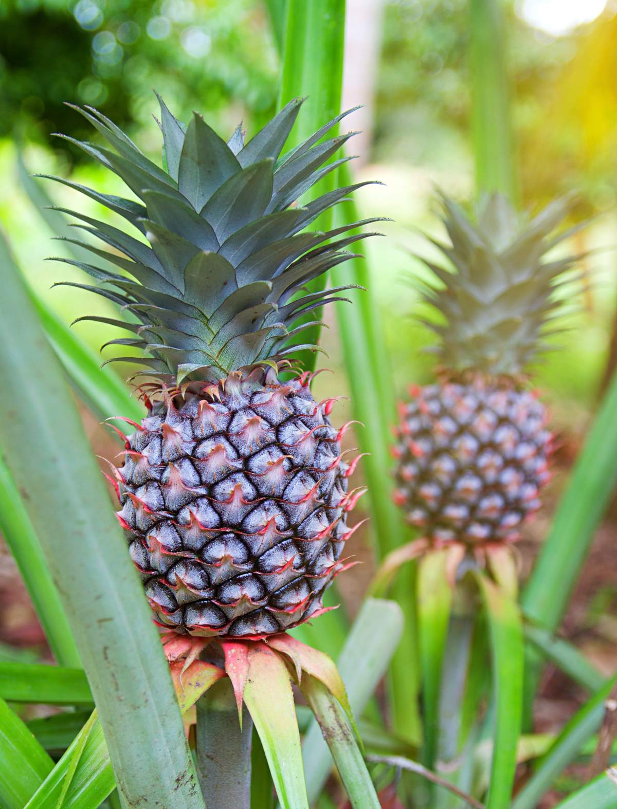 Ananas comosus growing and care.