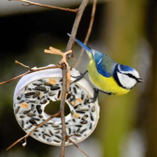 Donut of fat and seeds for birds