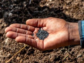 Broadcast sowing, seeds in hand with dark complexion.