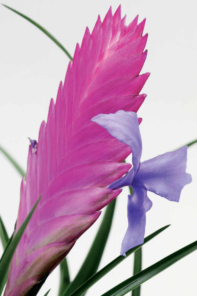 Bromelia