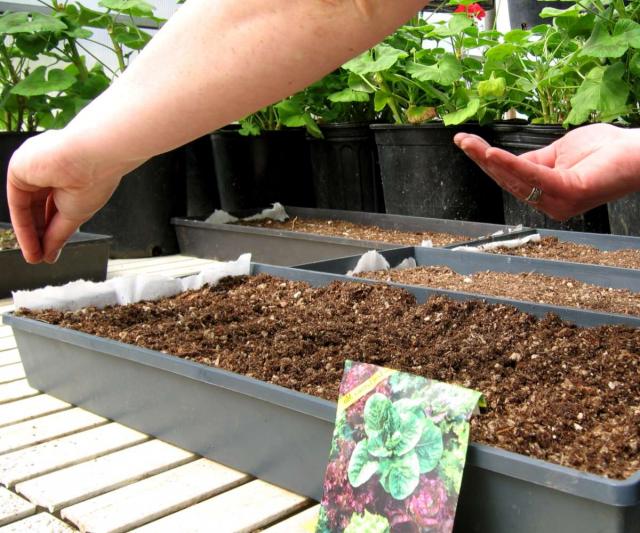 Vegetable seeds being sown according to a seasonal planting calendar
