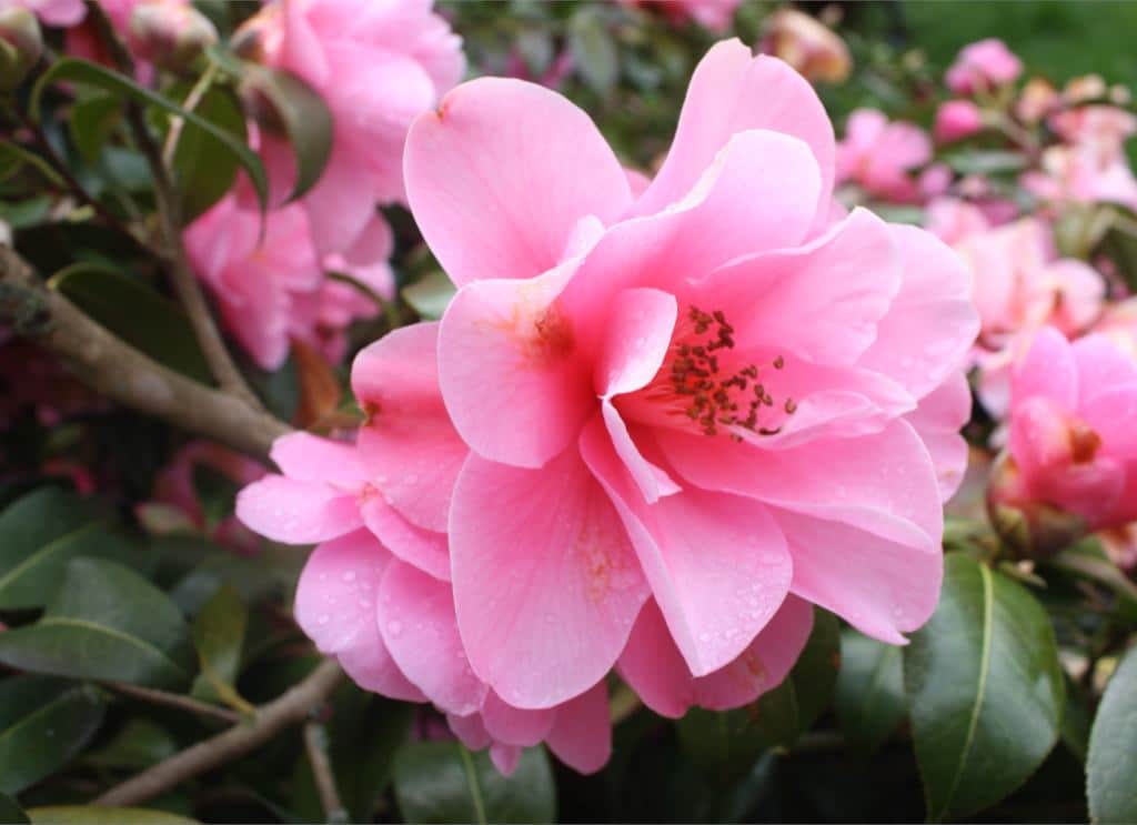 A camellia sasanqua flower