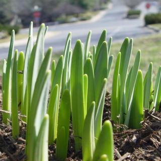 compost mulch