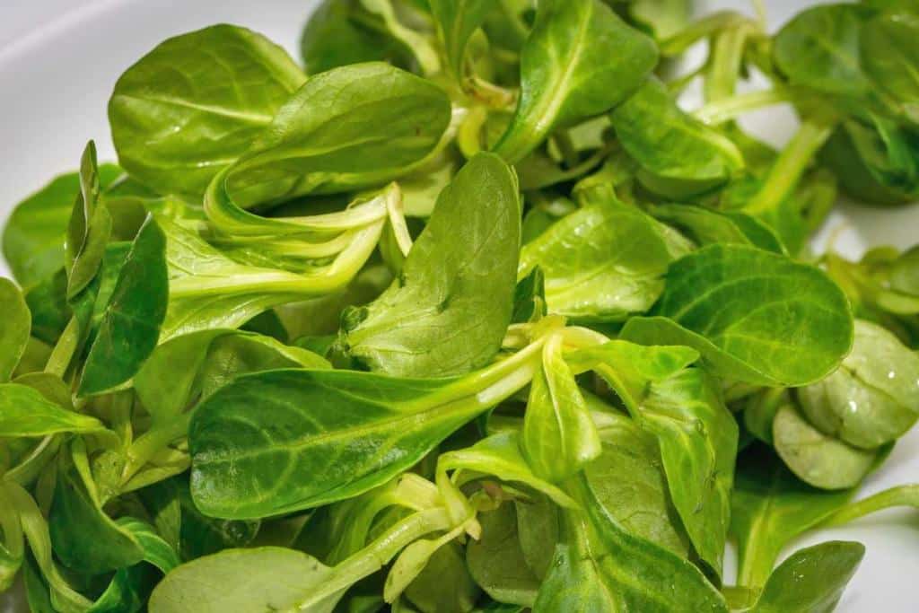 Health benefits of corn salad