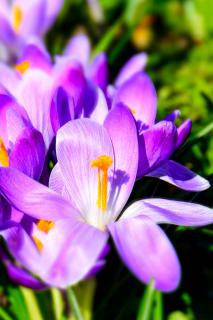 Widely opened violet-white crocus flowers.