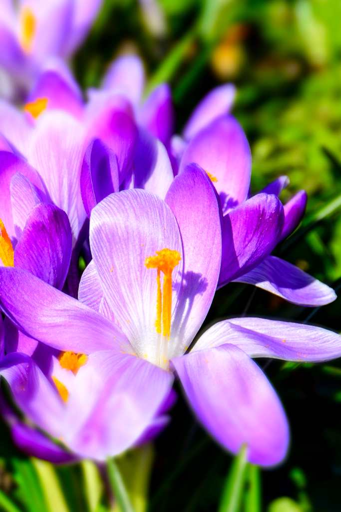 Crocus Planting And Advice On Caring For It Helping It Spread Every Year