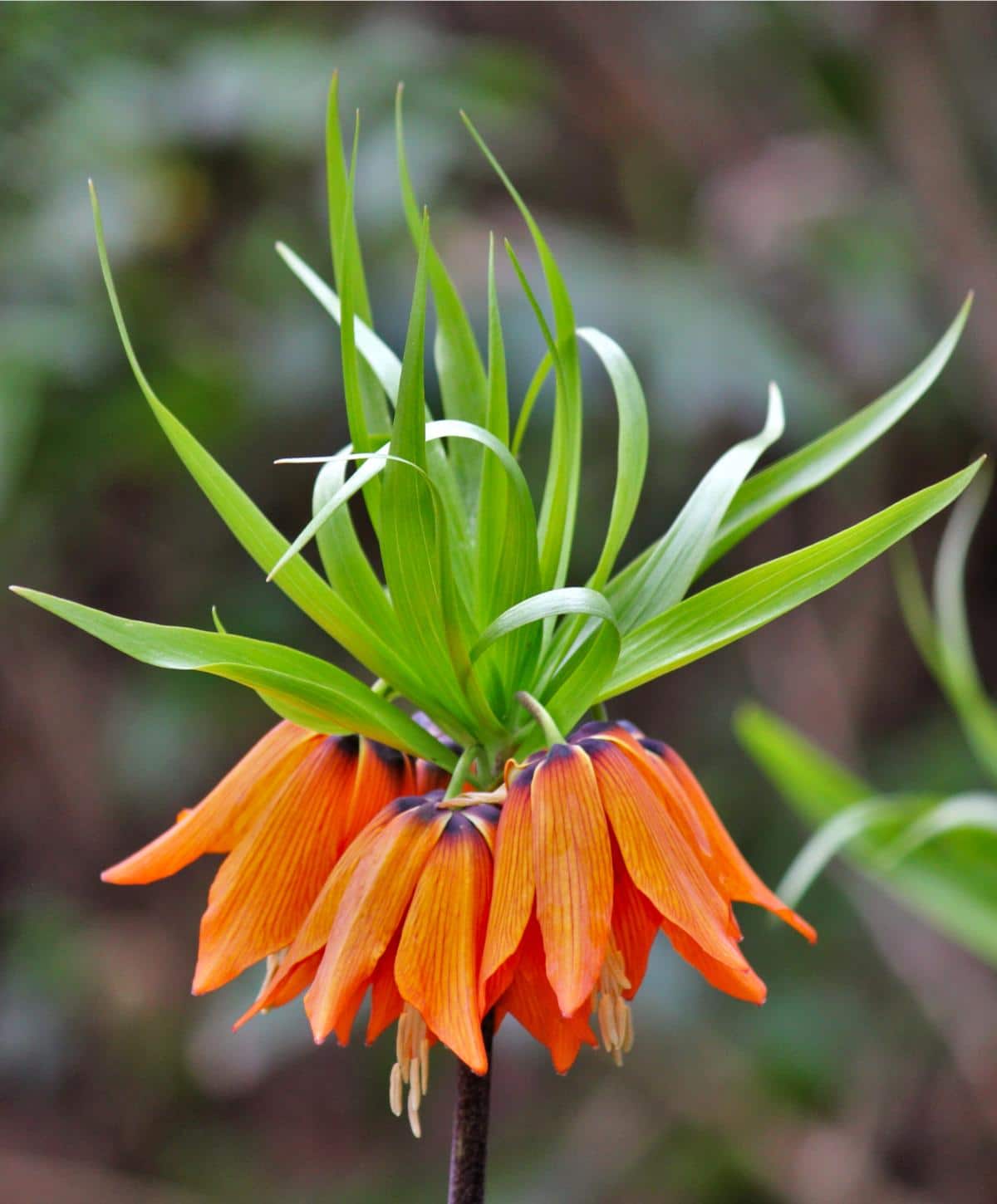 Wonderful orange-blooming crown imperial