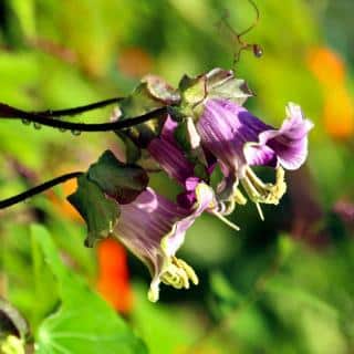 Flowers of the cup-and-saucer vine