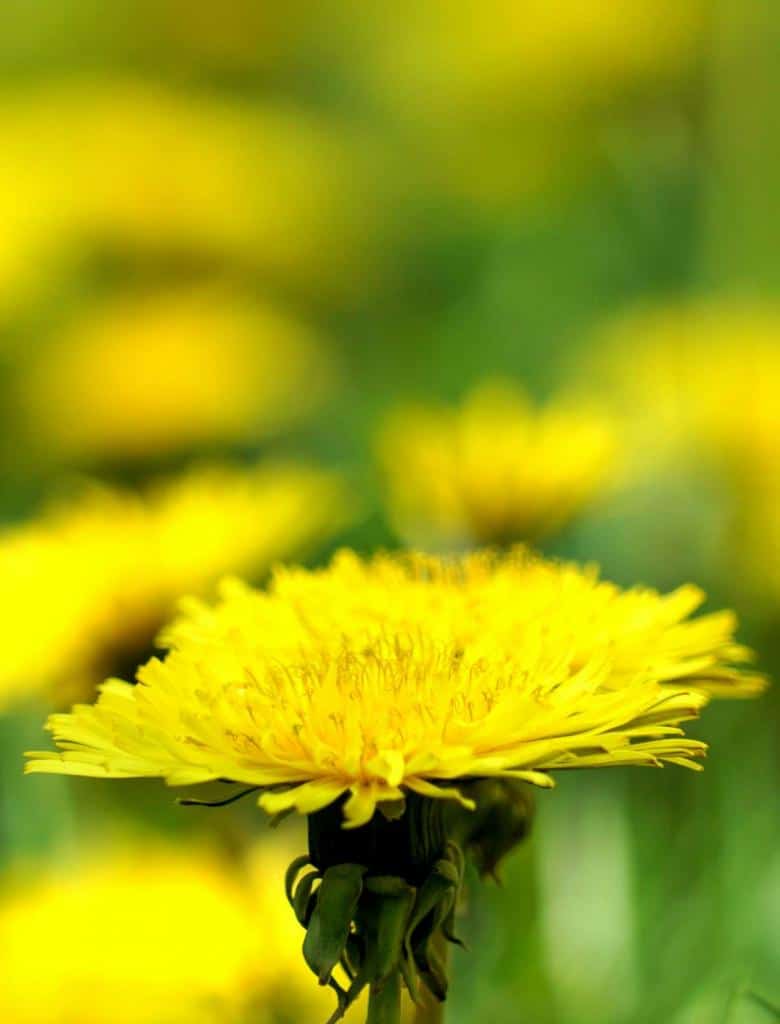 Dandelion in field