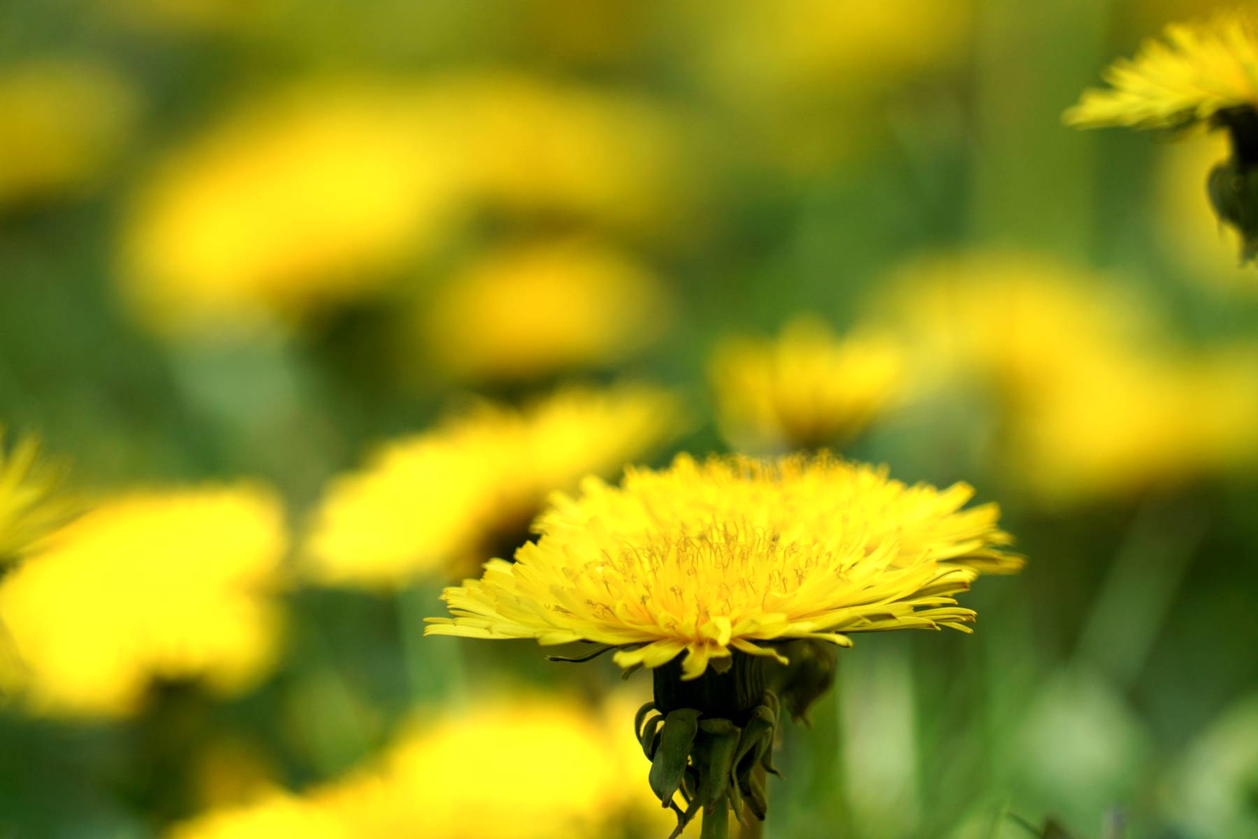 Field full of dandelions