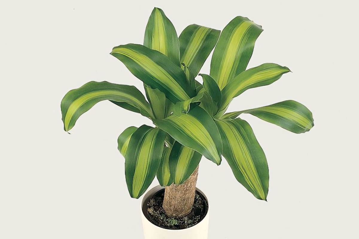 dracaena massangeana