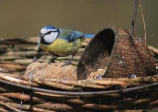 Feeding birds in winter