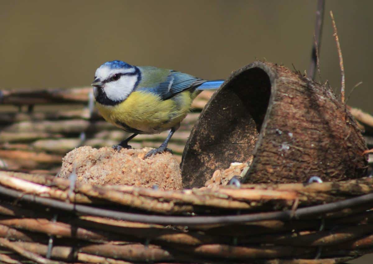Blue tit in feeder tray