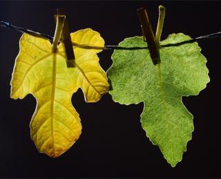 Fig tree leaves on a clothesline with clothes pins, the left one is yellowish and the right one greenish in hue.