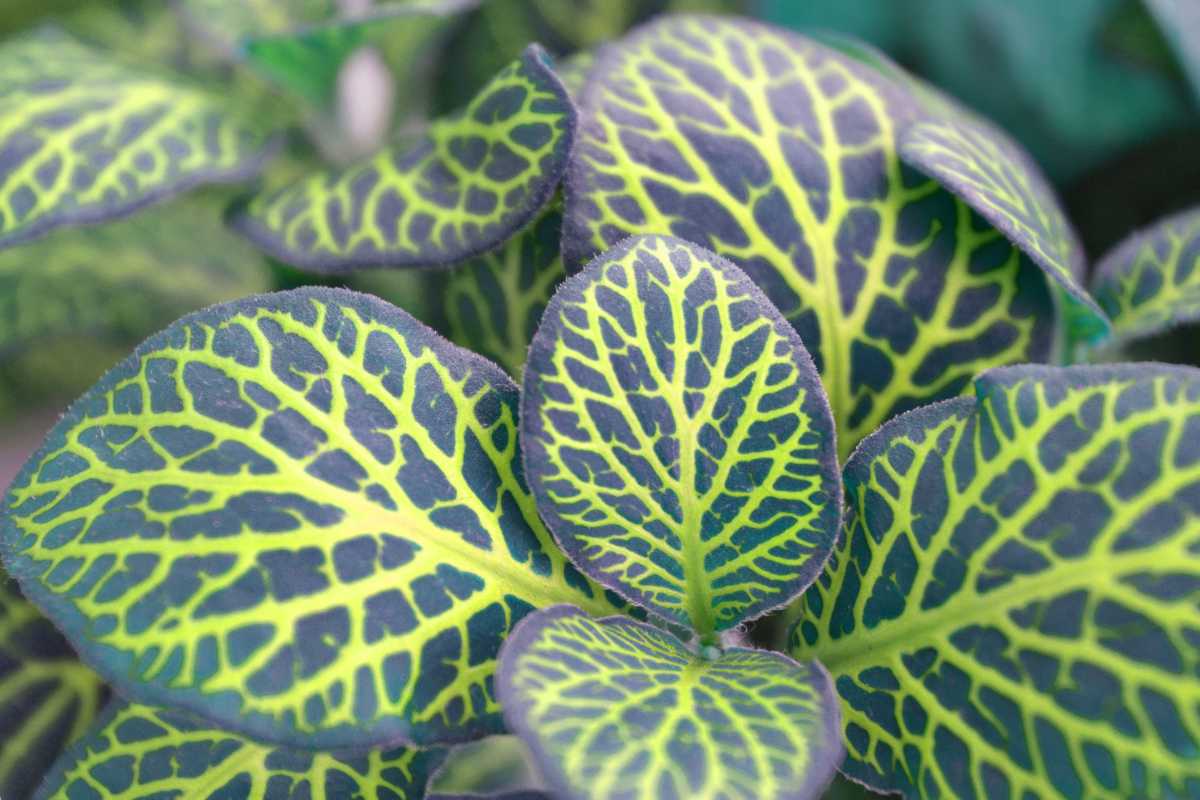 Richly veined fittonia plant