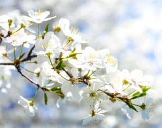Flower apple tree branch with white blooms.