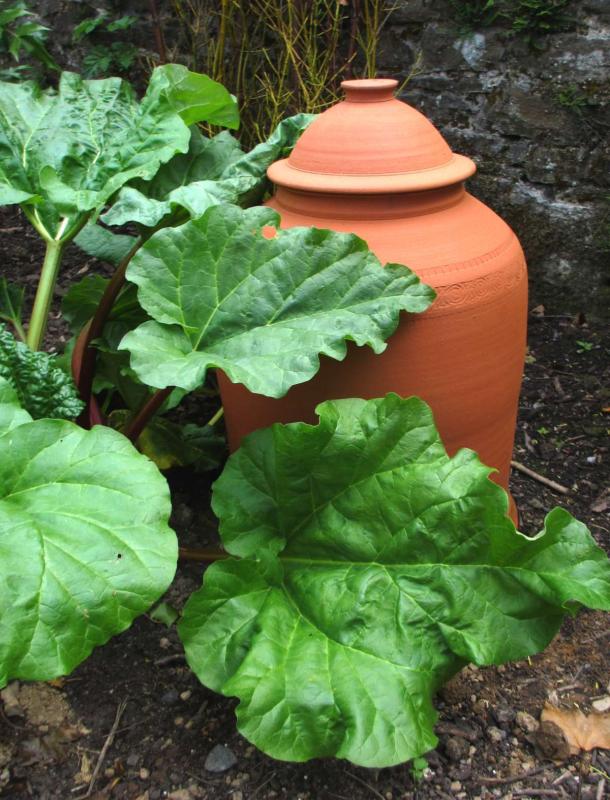 Rhubarb stems and a clay forcing pot right next to it
