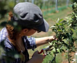 pruning for more fruit