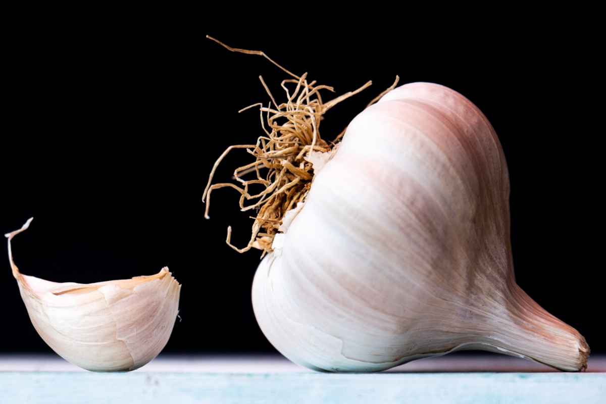 Garlic and clove on a countertop with a dark background, still life