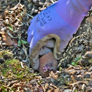 Germinated potato being planted in the ground.