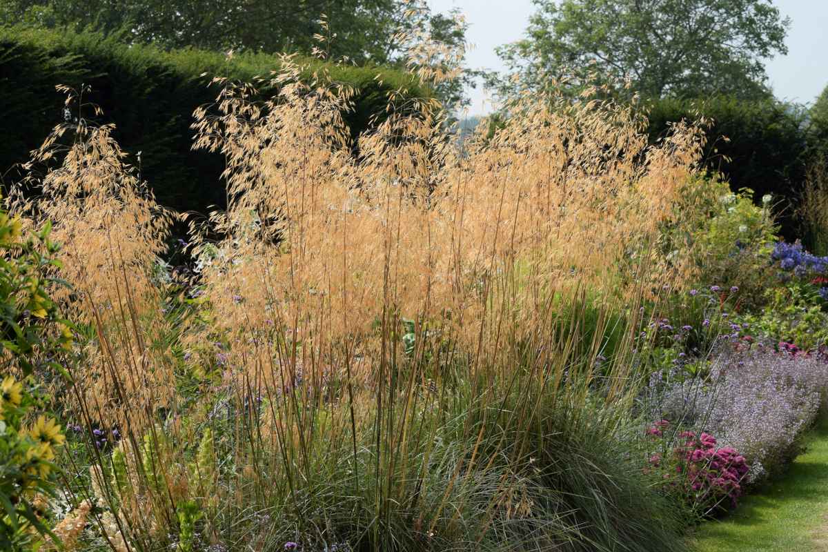 Stipa gigantea is giant feather grass