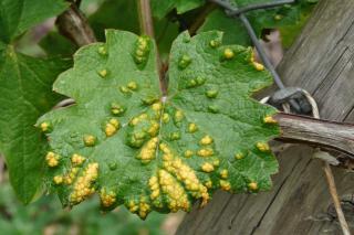 Grape erineum mite treatment