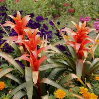 Caring for guzmania in the garden