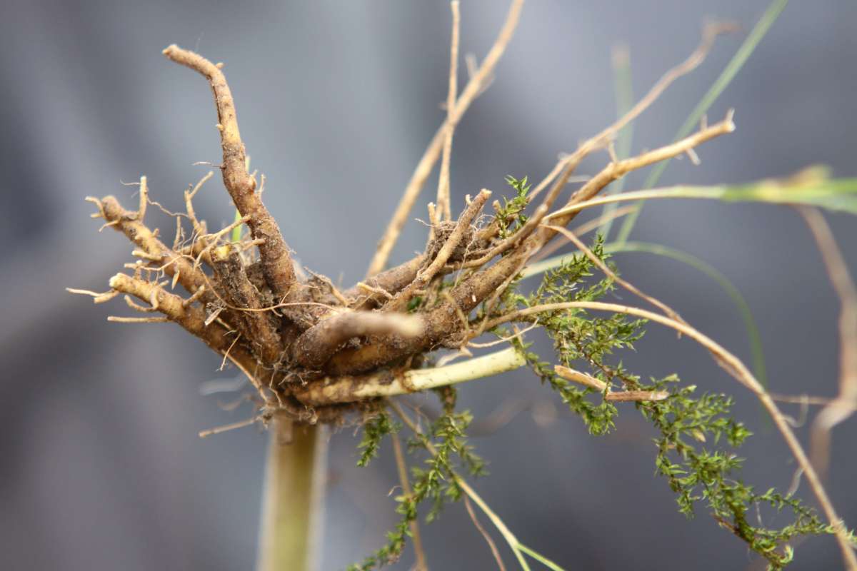 Medicinal valerian root