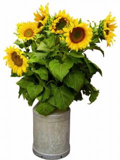 Helianthus make great cut flowers