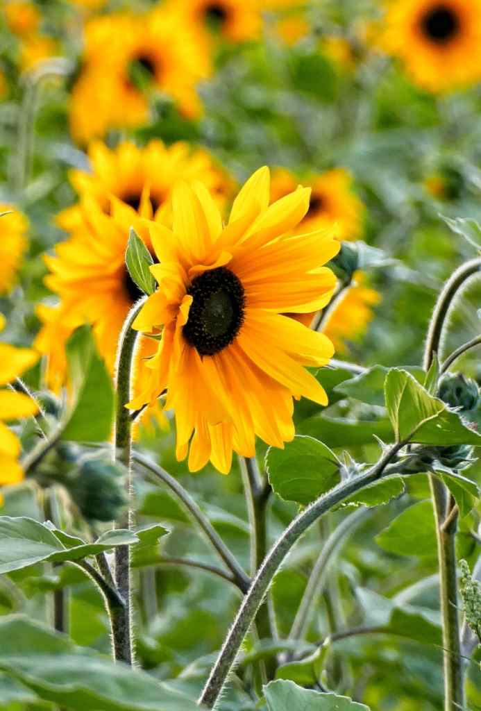 Close-up on a helianthus flower in a field