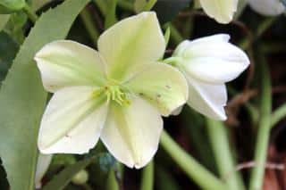 Caring for hellebore