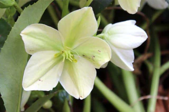 Caring for hellebore