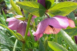 Varieties of hellebore