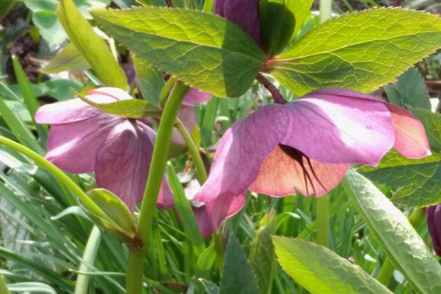 Varieties of hellebore