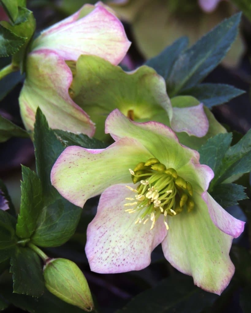 Frilly hellebore flowers