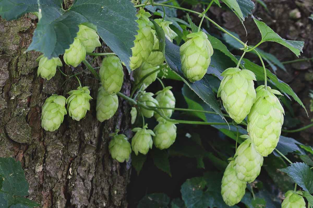 Hops vine growing on a tree with flowers