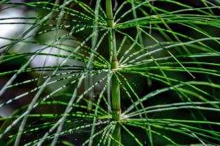 Horsetail growing and care